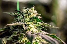 Ultimate Guide to Marijuana Seeds Yukon Ultimate Guide to Marijuana Seeds Yukon